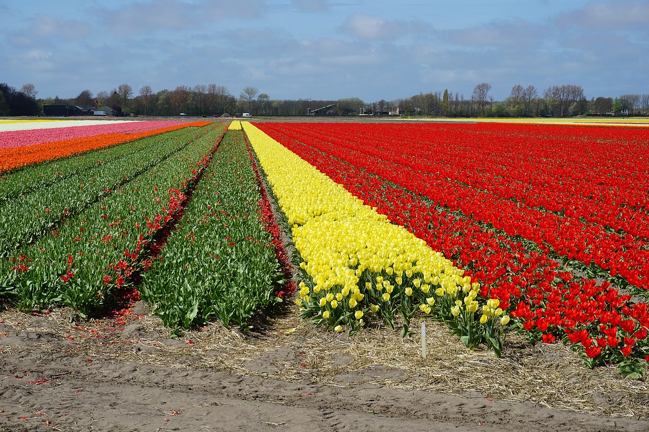 Gėlės, Tulpės, Tulpių Laukas, Holland, Pavasario Gėlės, Gamta, Raudona, Geltona, Rožinis, Skintos Gėlės
