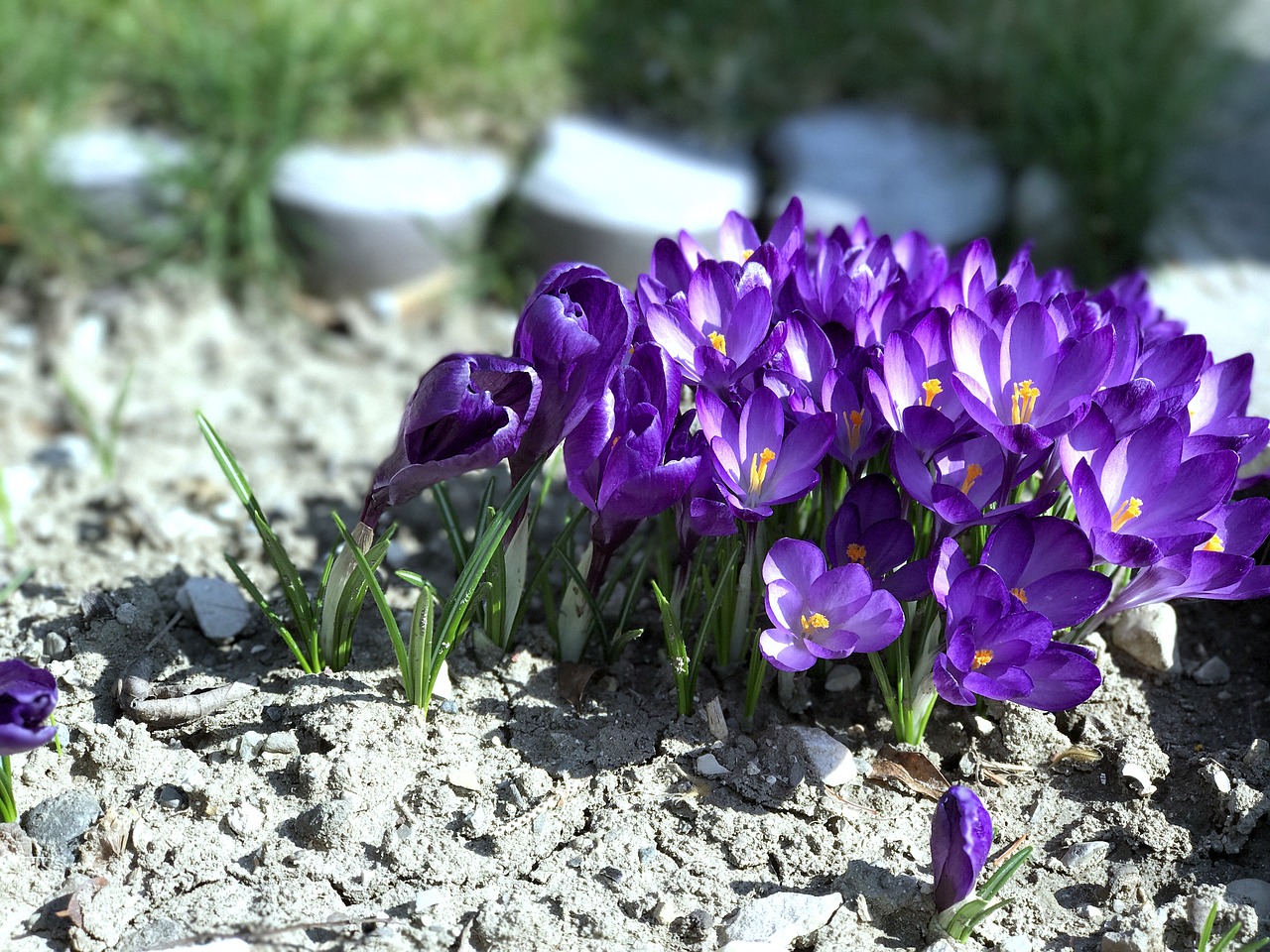 Gėlės, Pavasaris, Violetinė, Nemokamos Nuotraukos,  Nemokama Licenzija