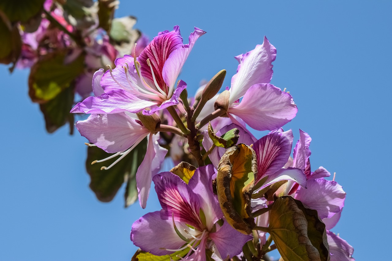 Gėlės, Tuti, Medis, Žiedas, Gamta, Žydi, Violetinė, Šviesus, Spalvinga, Nemokamos Nuotraukos