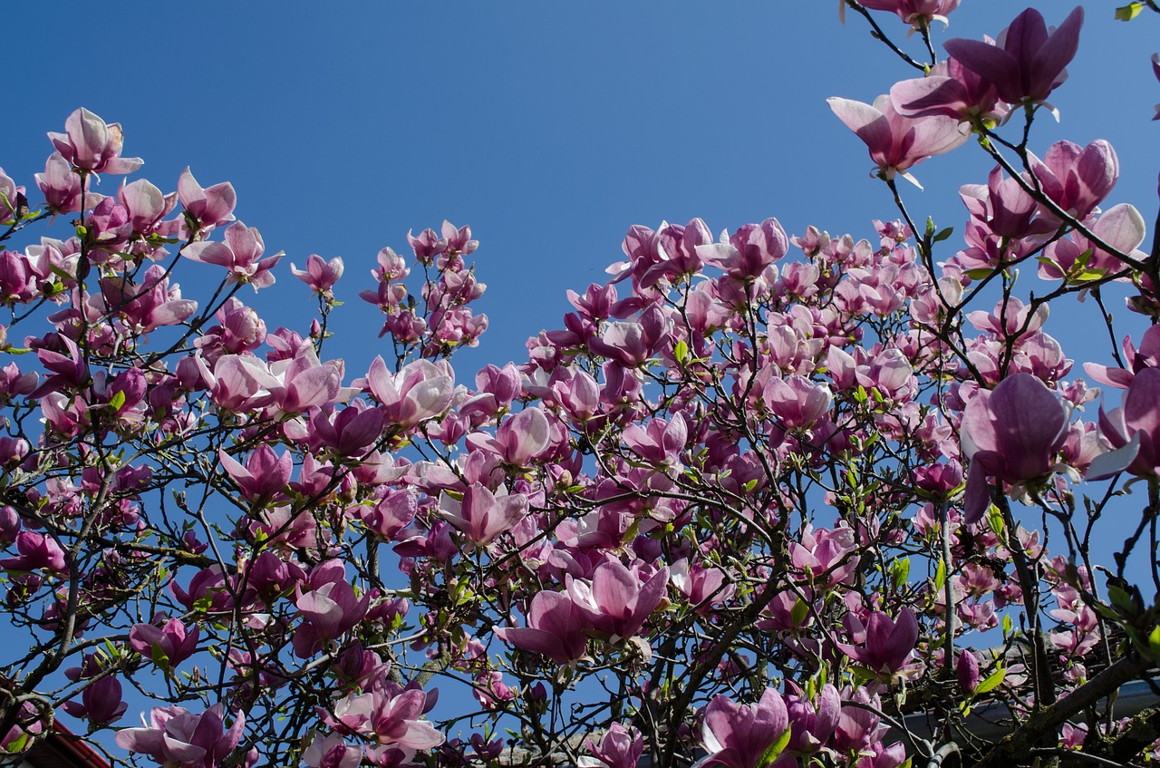 Gėlės, Medis, Magnolija, Pavasaris, Gamta, Nemokamos Nuotraukos,  Nemokama Licenzija