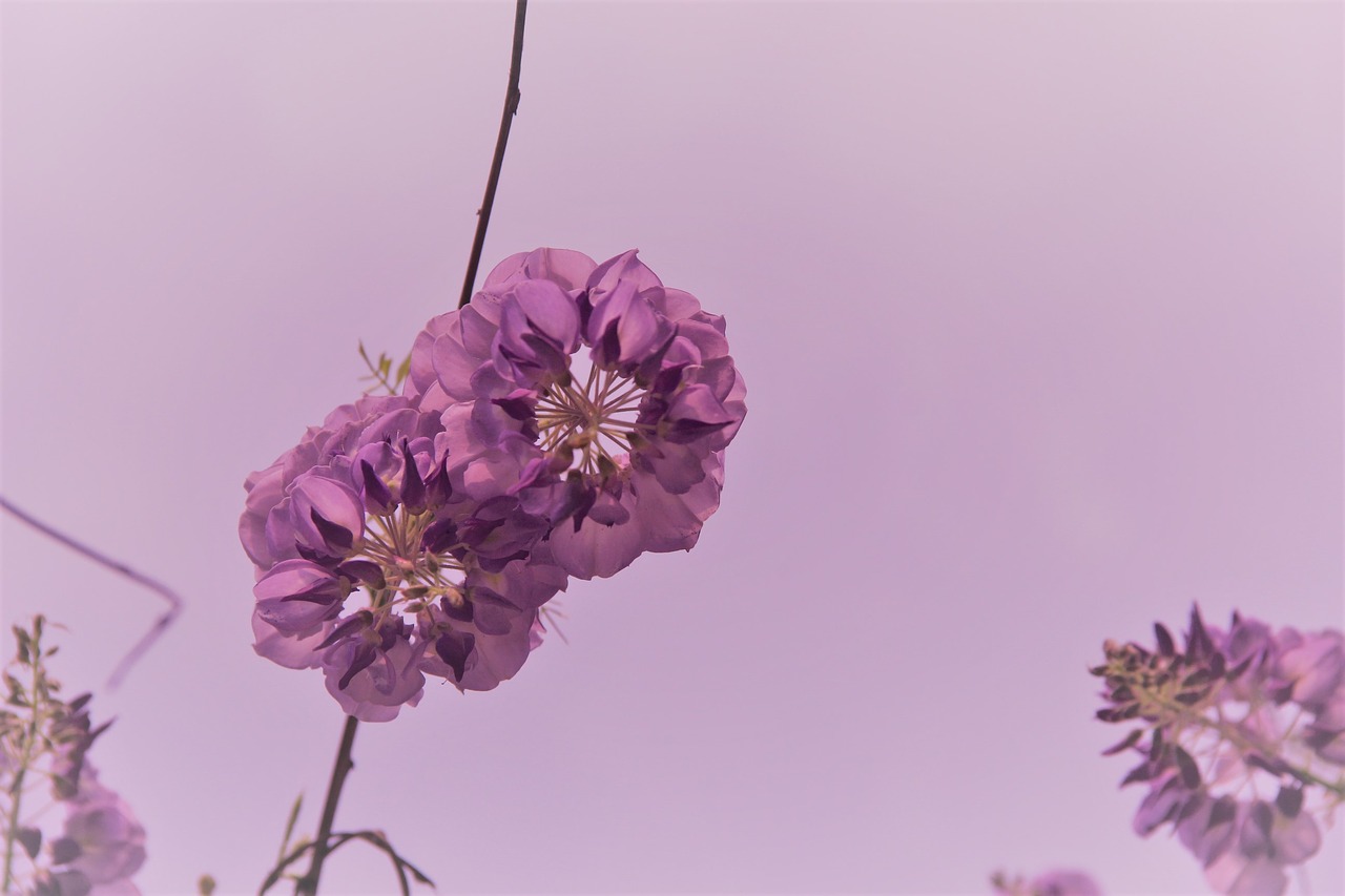 Gėlės, Punktas, Violetinė Skonio, Nemokamos Nuotraukos,  Nemokama Licenzija