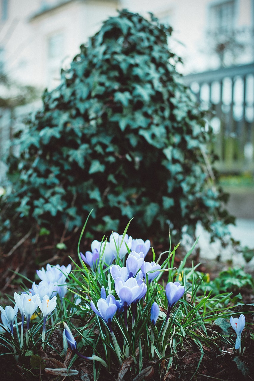 Gėlės, Žalias, Gamta, Violetinė, Balta, Žiedas, Žydėti, Crocus, Juostos, Frühlingsanfang