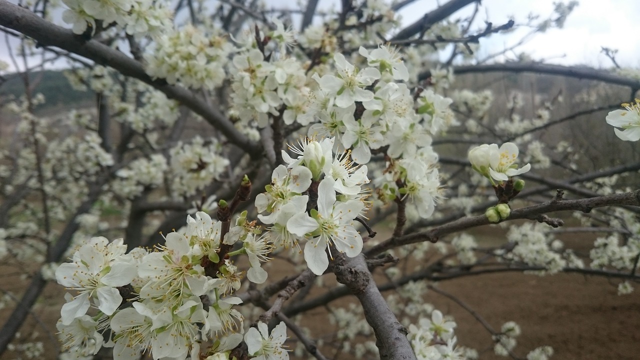 Gėlės, Pavasaris, Naturale, Nemokamos Nuotraukos,  Nemokama Licenzija