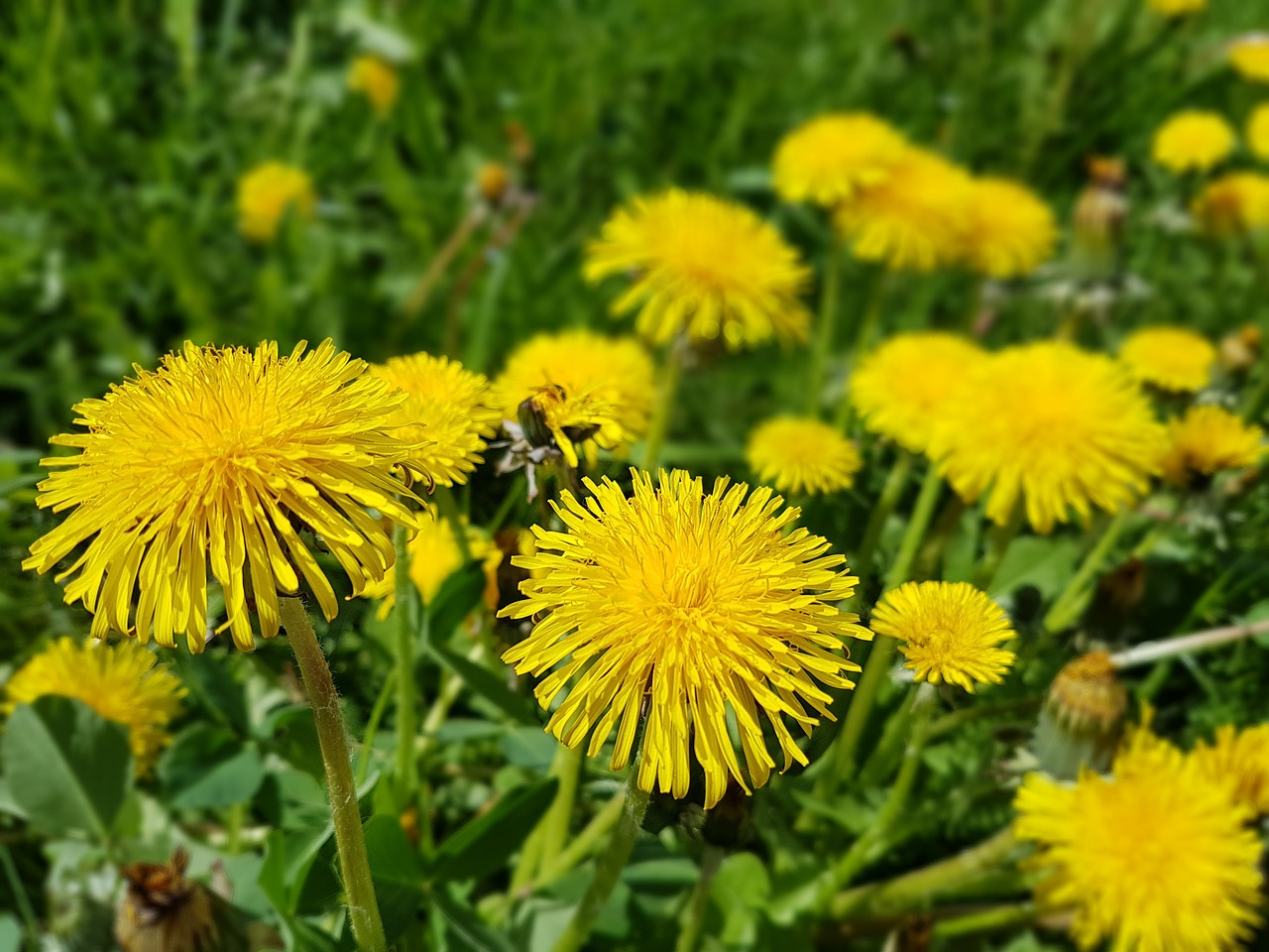 Gėlės, Pavasaris, Sonchus Oleraceus, Kiaulpienė, Nemokamos Nuotraukos,  Nemokama Licenzija