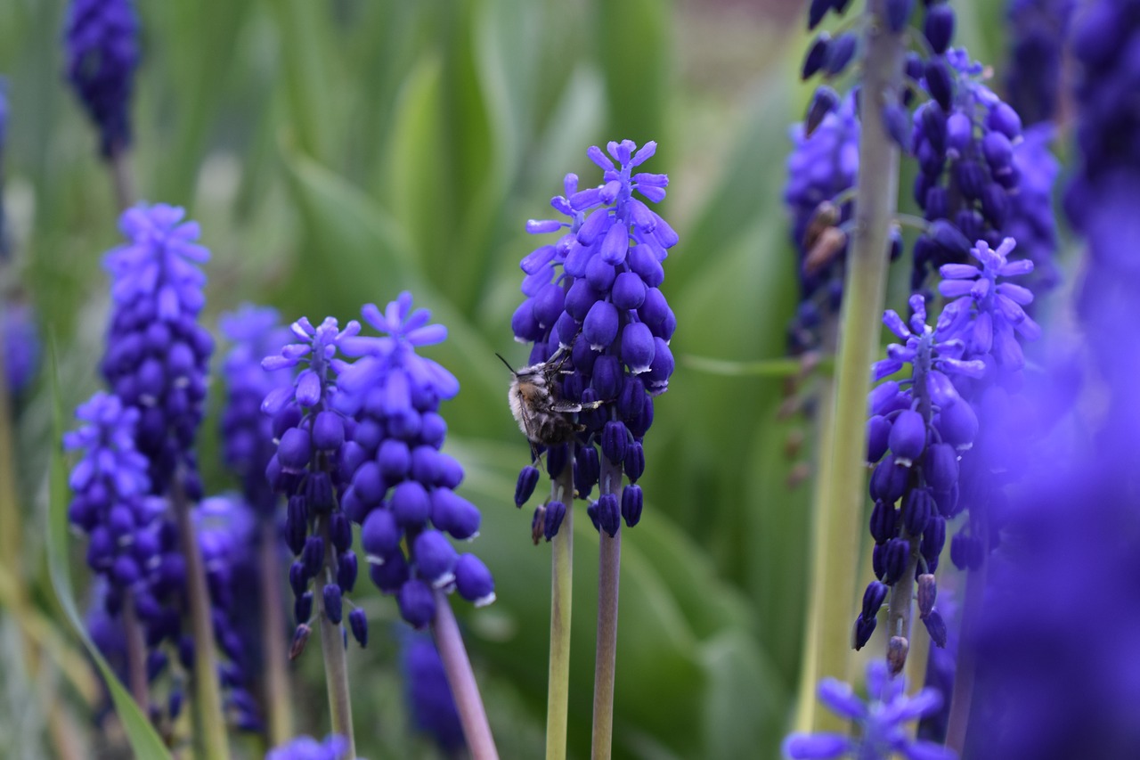 Gėlės, Bičių, Apdulkinimas, Violetinė, Pavasaris, Gamta, Vabzdys, Nemokamos Nuotraukos,  Nemokama Licenzija