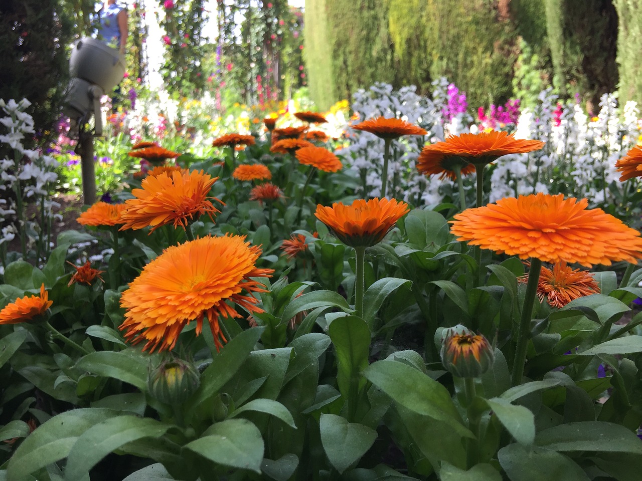 Gėlės, Generalife, Alhambra, Nemokamos Nuotraukos,  Nemokama Licenzija