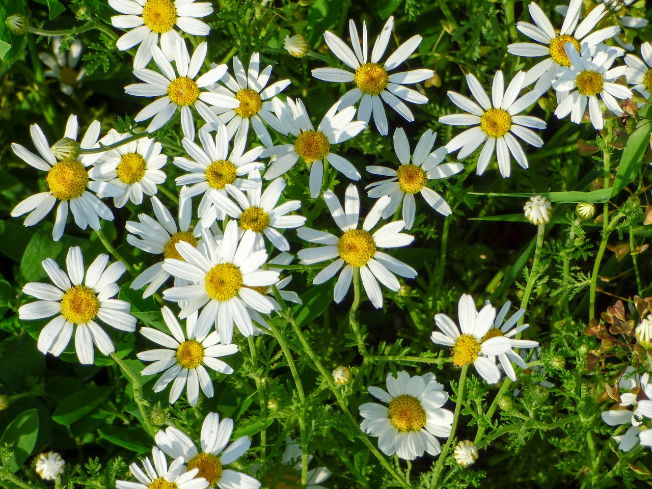 Gėlės, Laukas, Pievos Gėlė, Wildflower, Balta Gėlė, Augalas, Vasaros Gėlė, Vasaros Laukinės Žydros, Pavasario Laukiniai Žiedai, Gėlė