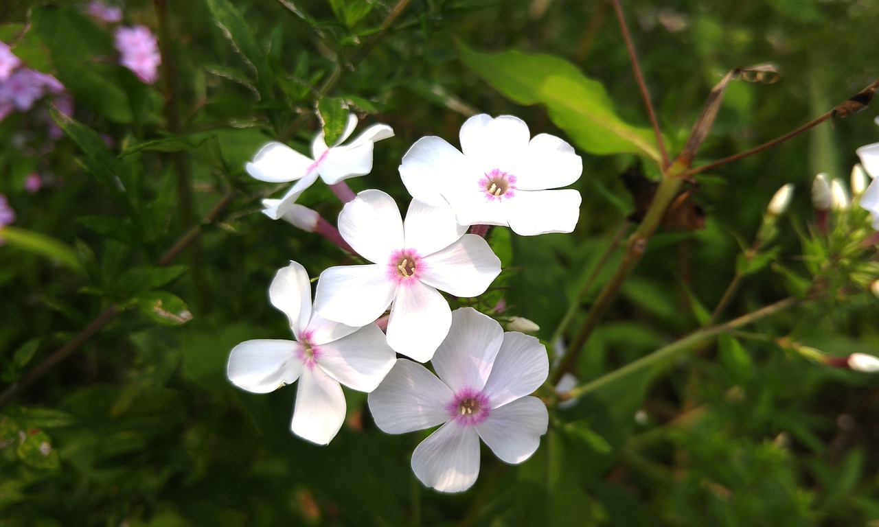 Gėlės, Balta Gėlė, Gamta, Augalai, Baltos Gėlės, Balta, Pavasaris, Žiedas, Wildflower, Nemokamos Nuotraukos