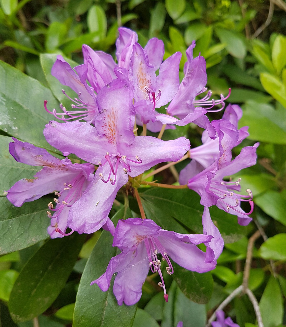 Gėlės, Gamta, Rododendras, Violetinė, Nemokamos Nuotraukos,  Nemokama Licenzija