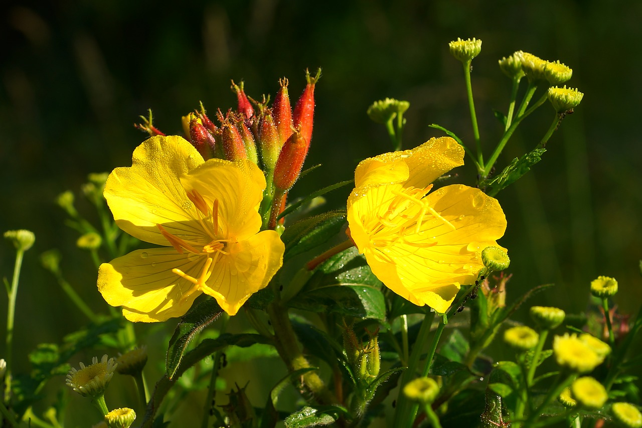 Gėlės, Geltona, Subtilus Gėlė, Augalas, Geltonos Gėlės, Vasaros Gėlės, Fiore, Sodas, Šviesus, Papuošalai