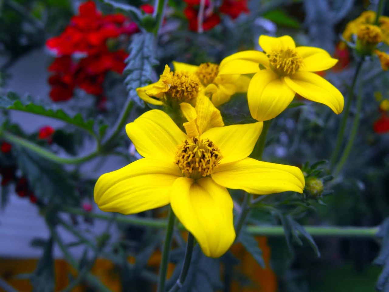 Gėlės, Geraniums, Geltonos Gėlės, Langų Gėlės, Nemokamos Nuotraukos,  Nemokama Licenzija