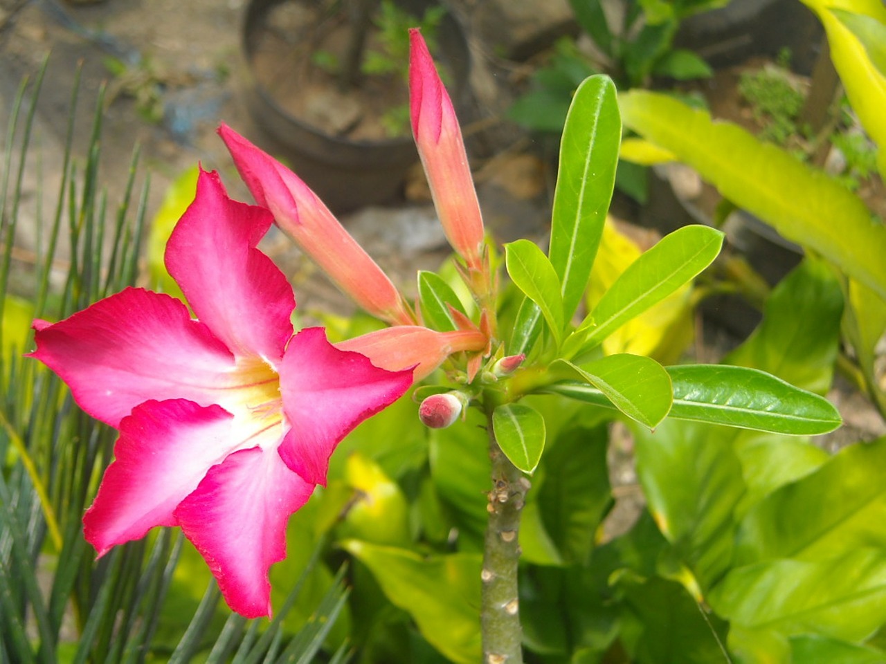 Gėlės, Adenium, Frangipani, Kambodža, Raudona, Jaunas, Lapai, Žalias, Nemokamos Nuotraukos,  Nemokama Licenzija