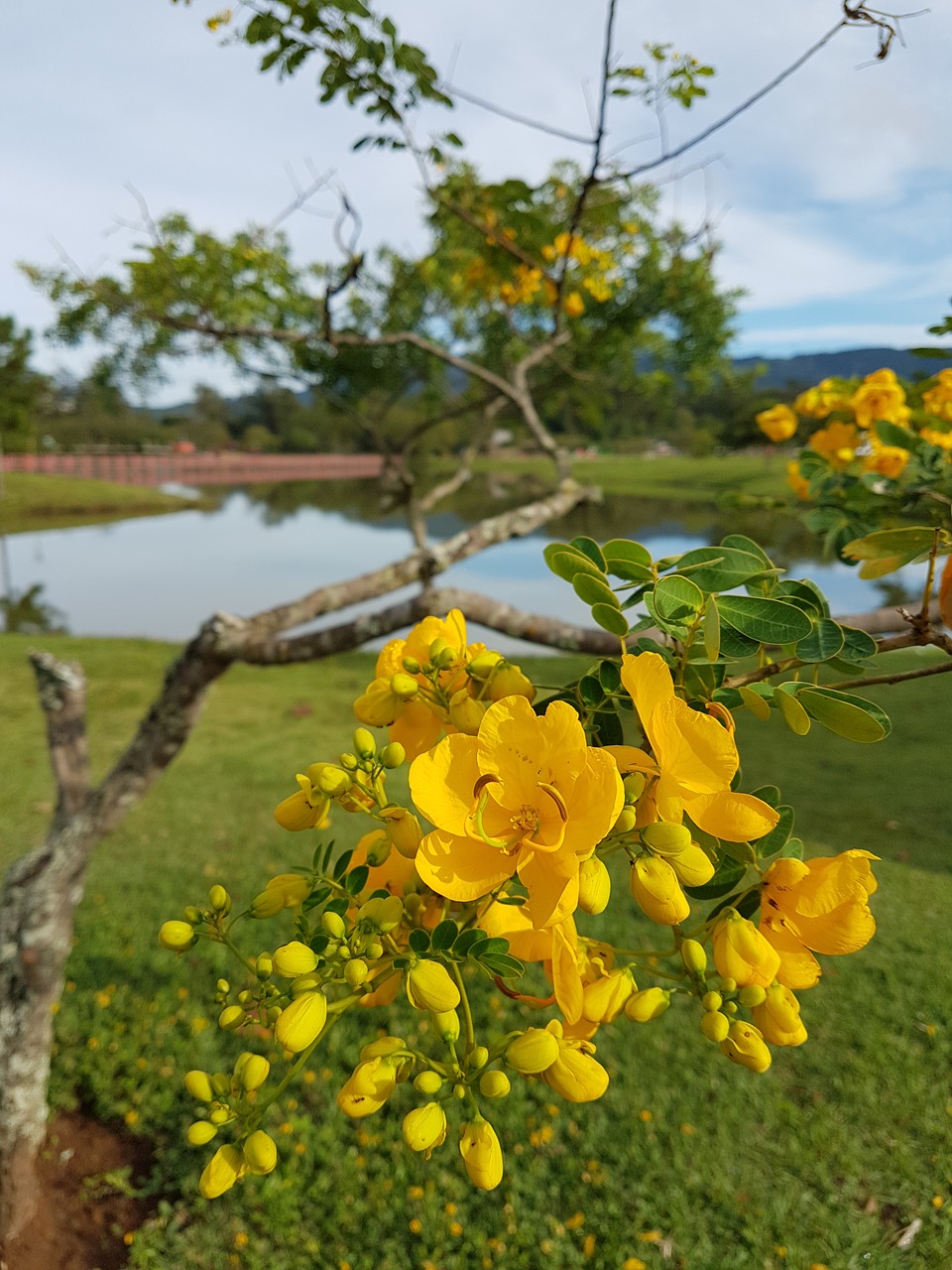 Gėlės, Parkas, Brazilija, Nemokamos Nuotraukos,  Nemokama Licenzija