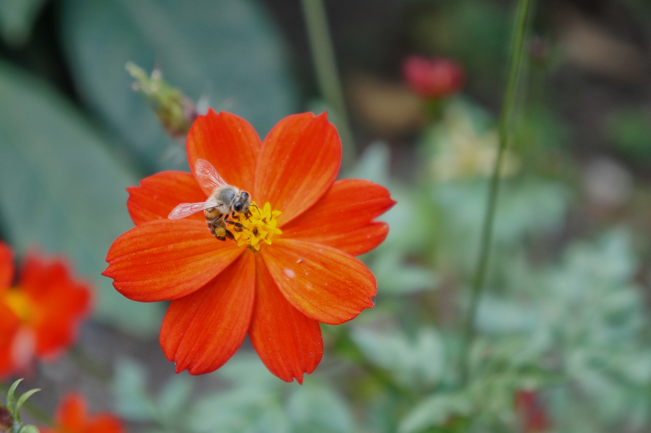 Gėlės, Apdulkinimas, Bitės, Vabzdys, Žiedadulkės, Augalas, Žiedlapiai, Oranžinė, Magnolija, Flora