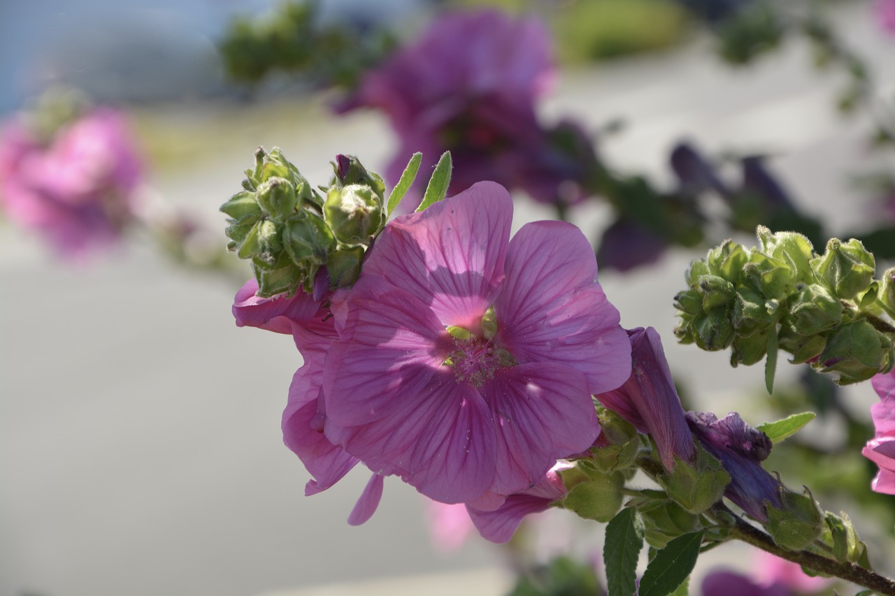 Gėlės, Hibis, Rožinis, Žalia Gamta, Sodas, Vasara, Augalas, Spalva Rožinė, Žiedlapiai, Flora