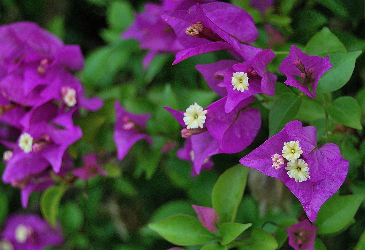 Gėlės, Violetinė, Purpurinės Gėlės, Žiedlapiai, Nemokamos Nuotraukos,  Nemokama Licenzija