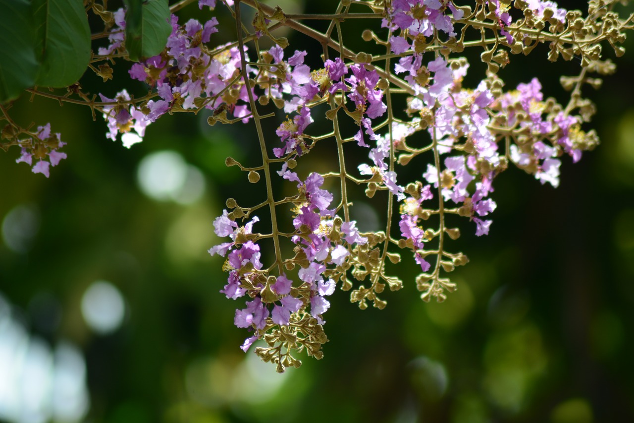 Gėlės, Violetinė, Purpurinės Gėlės, Cho, Gaivus, Gamta, Augalas, Gėlė, Žalias, Nemokamos Nuotraukos