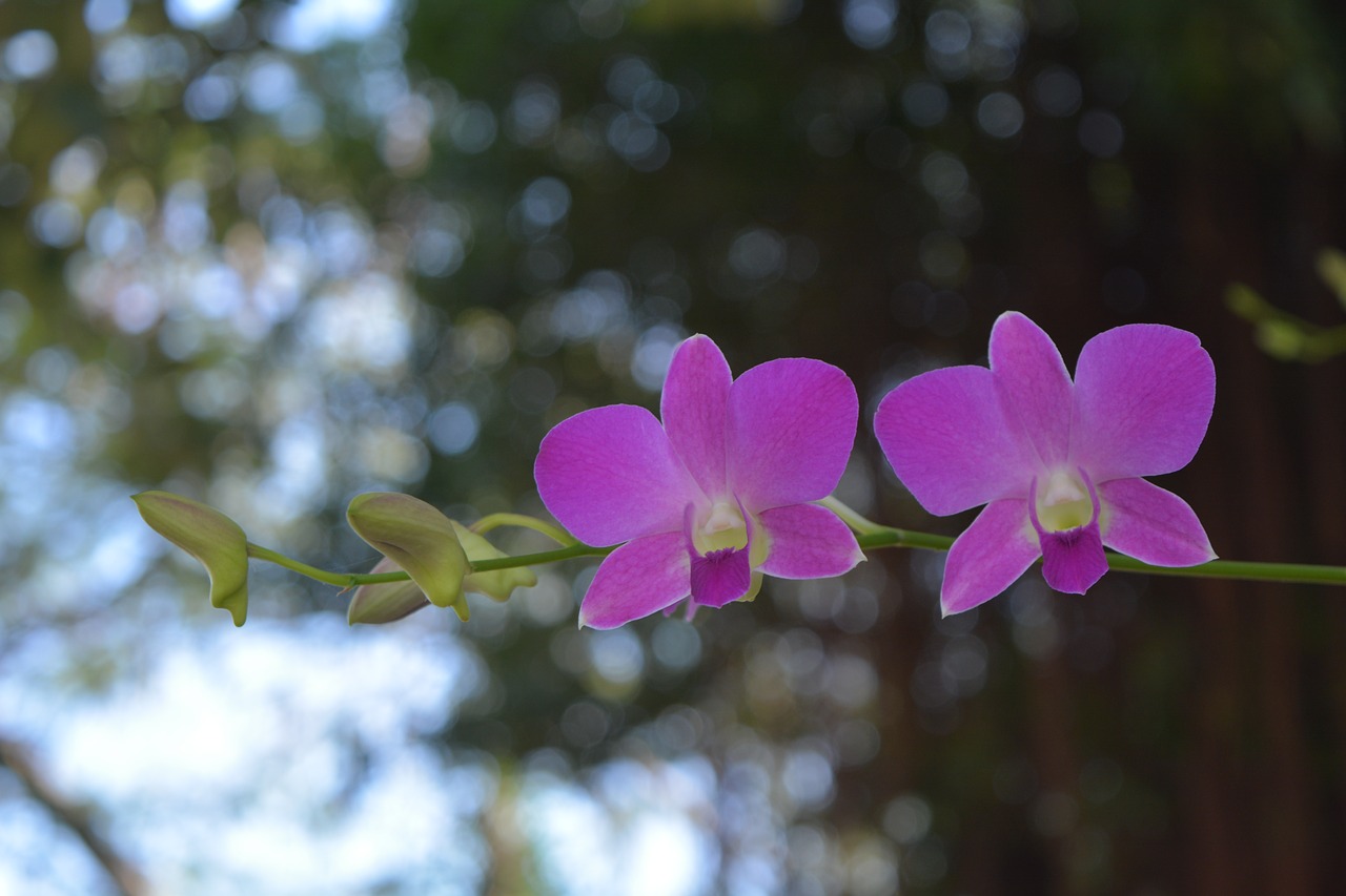 Gėlės, Rožinis, Tajų Orchidėja, Gausiai Rožinė, Medis, Pavasaris, Nemokamos Nuotraukos,  Nemokama Licenzija