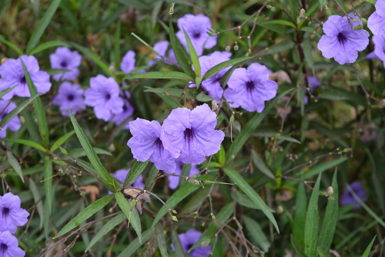 Gėlės, Violetinė, Purpurinės Gėlės, Cho, Gaivus, Gamta, Augalas, Gėlė, Nemokamos Nuotraukos,  Nemokama Licenzija