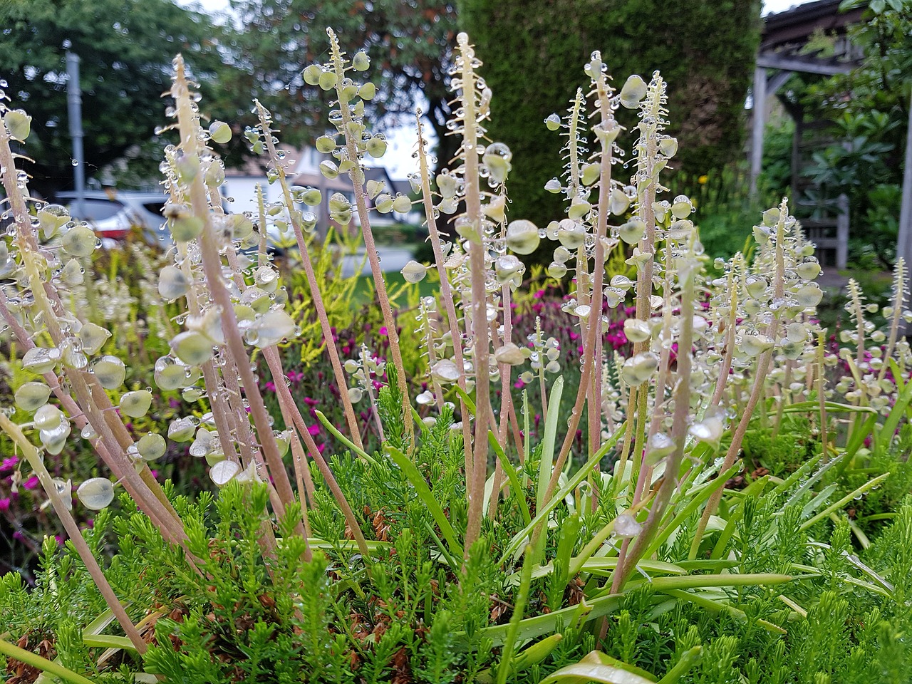 Gėlės, Lietus, Sodas, Gamta, Augalas, Flora, Žydėti, Vanduo, Žiedas, Botanika