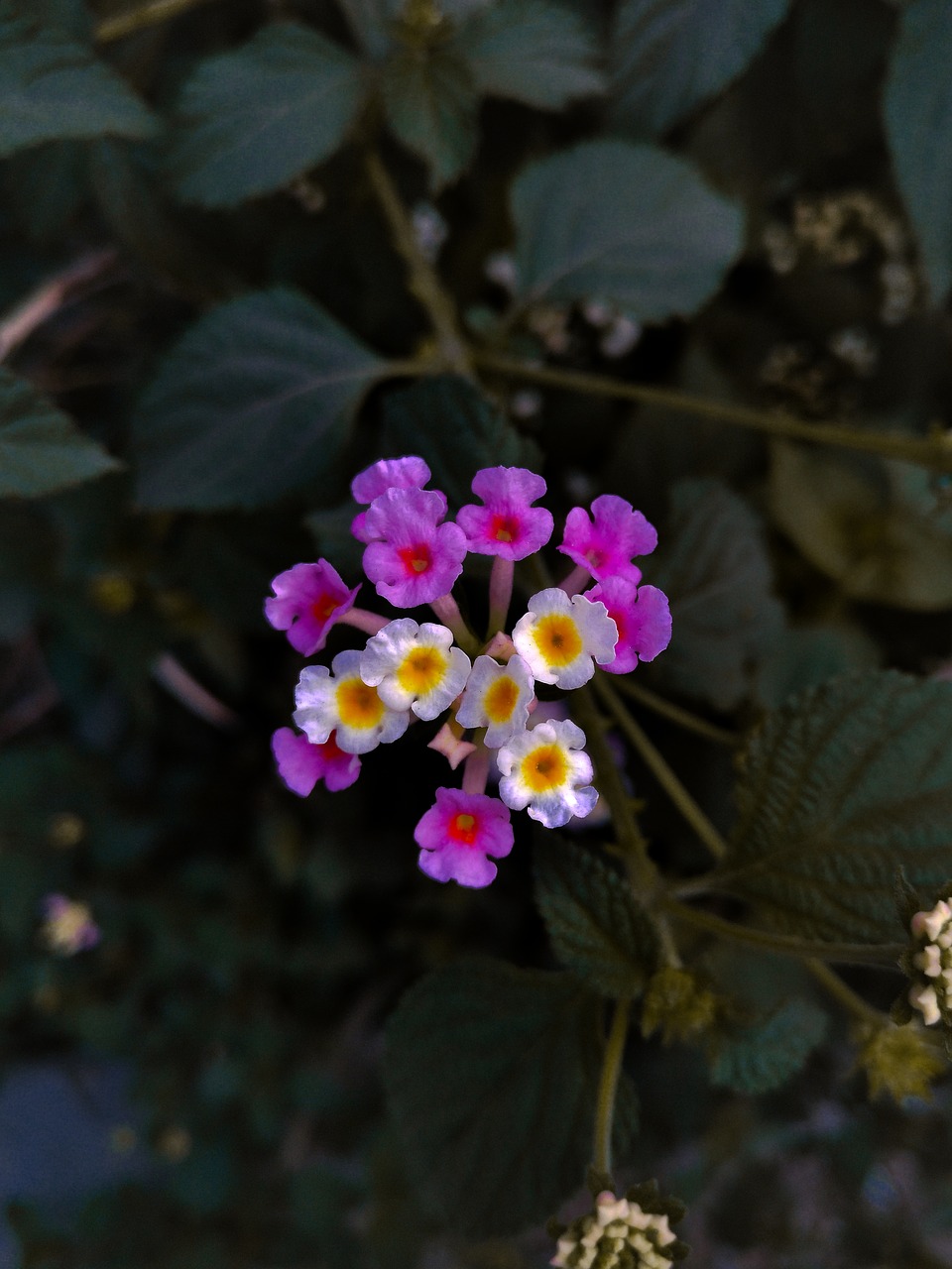 Gėlės, Flora, Wildflower, Žaluma, Paniuręs, Gamta, Pavasaris, Augalas, Žiedas, Vasara