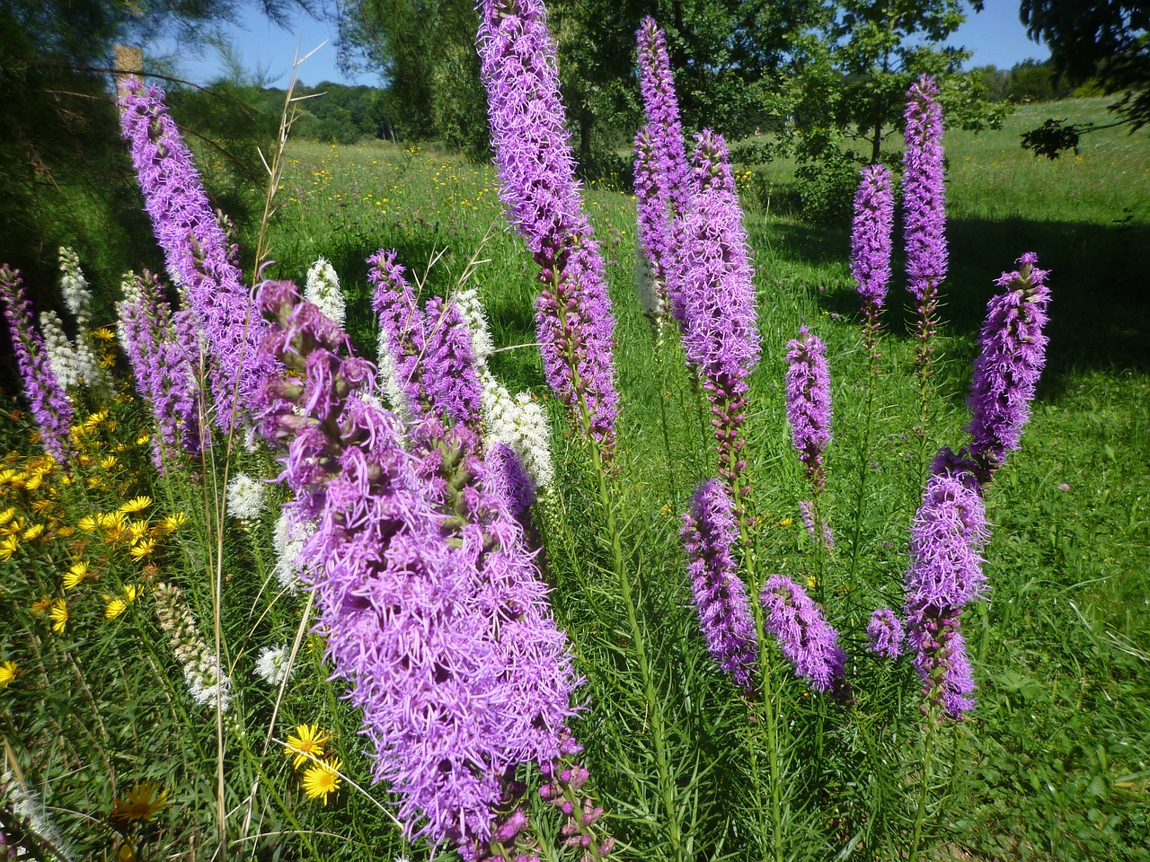 Gėlės, Gamta, Augalas, Gėlė, Violetinė, Violetinė, Uždaryti, Idilija, Pieva, Atsipalaidavimas