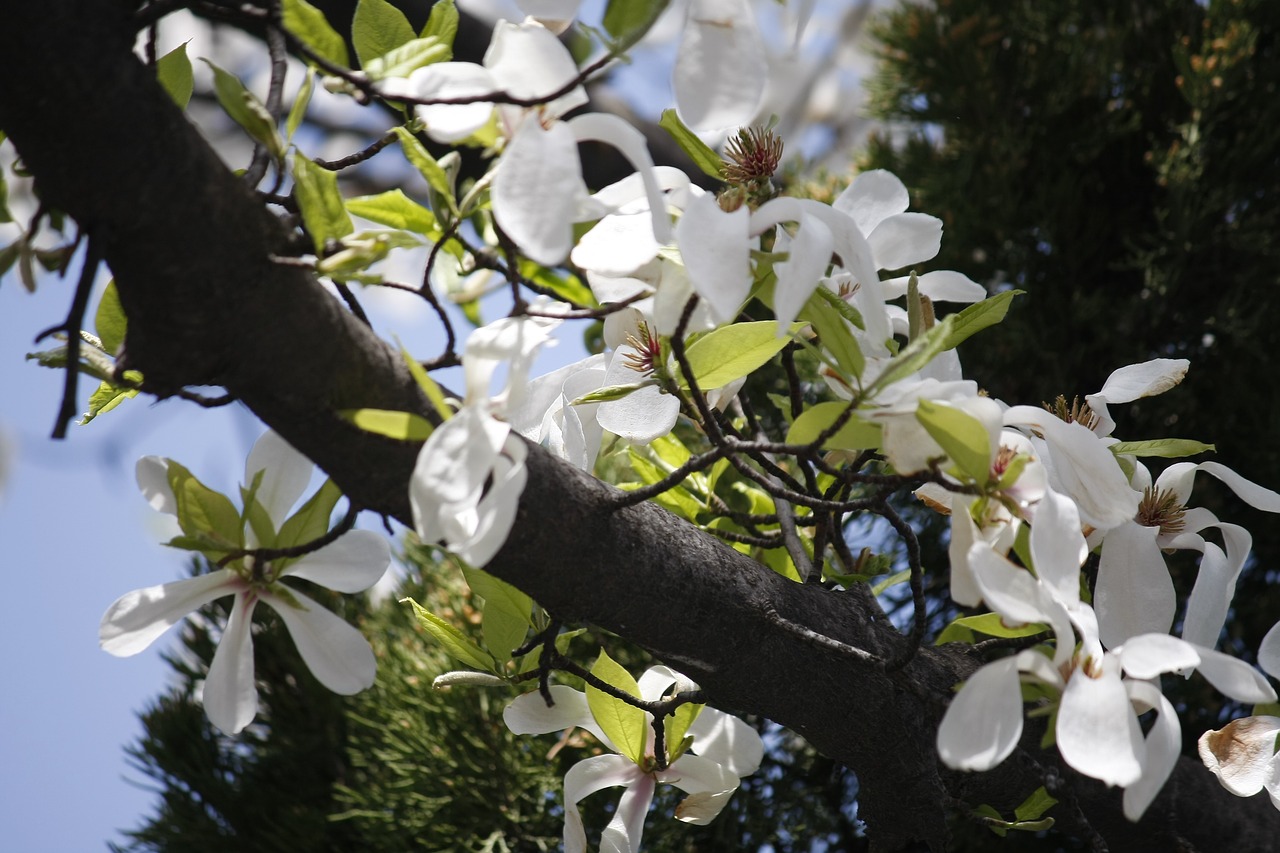 Gėlės, Pavasario Gėlės, Augalai, Magnolijos Gėlė, Nemokamos Nuotraukos,  Nemokama Licenzija