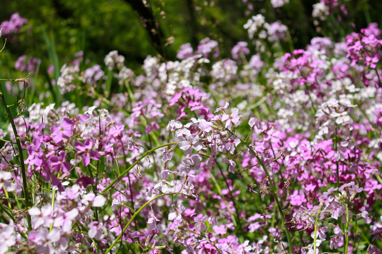 Gėlės, Vasara, Violetinė, Gamta, Vasaros Gėlės, Gėlių, Augalas, Žiedas, Žalias, Lapai