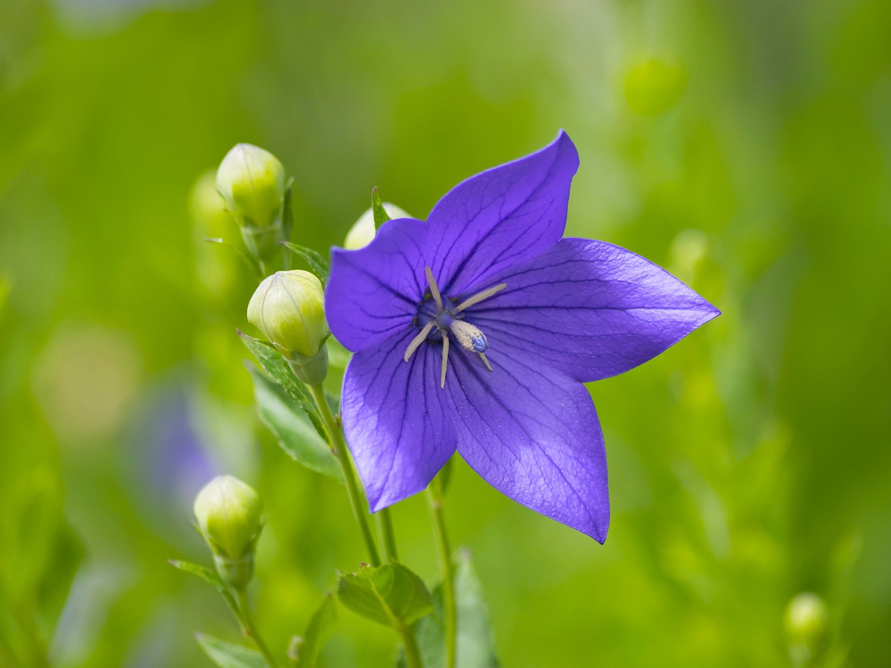 Gėlės, Varpelė, Violetinė, Mėlynas, Violetinė, Žydėjimas, Vasara, Augalai, Flora, Campanula