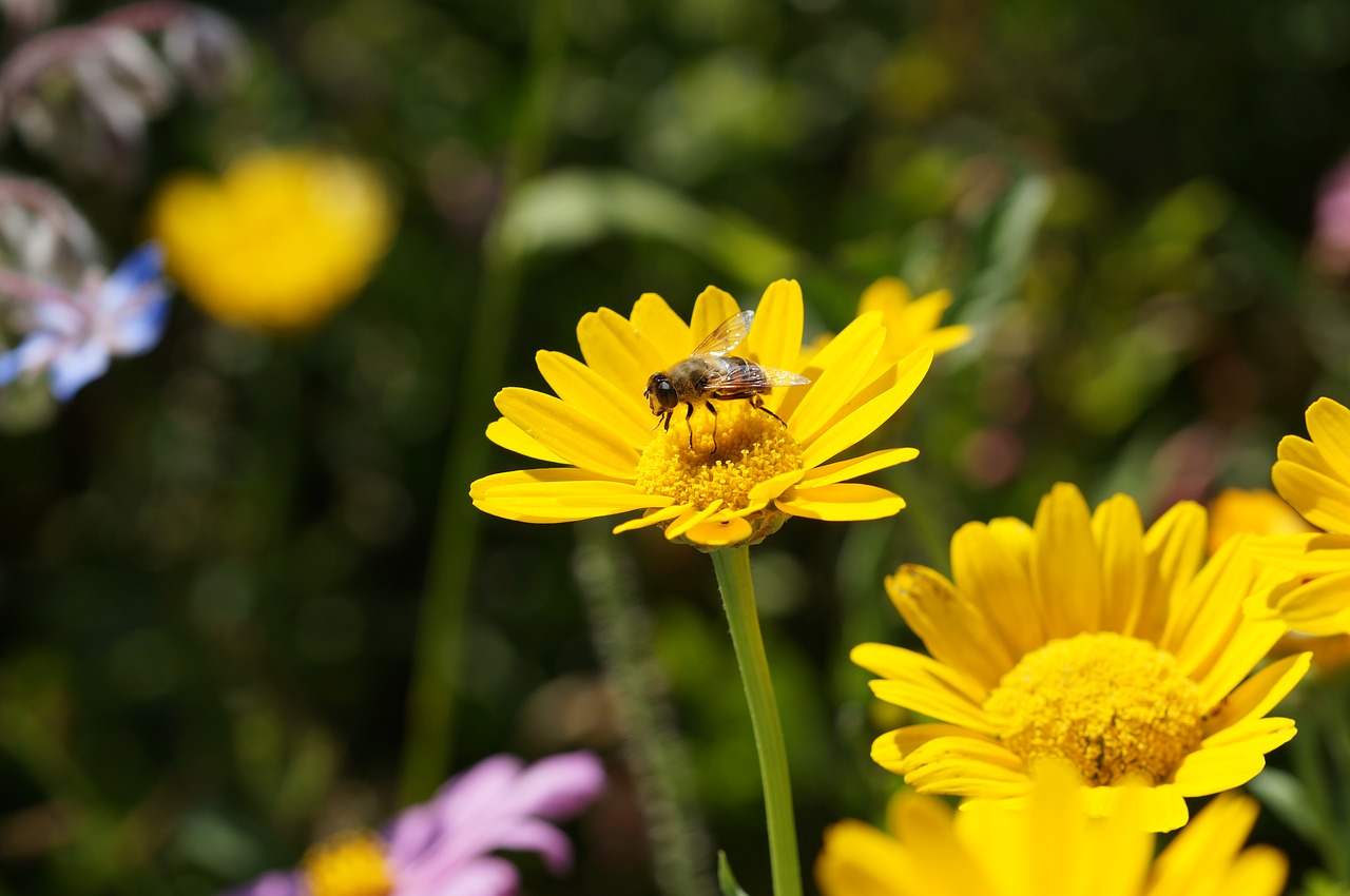 Gėlės, Geltona, Gamta, Skristi, Makro, Hoverfly, Žiedas, Žydėti, Nemokamos Nuotraukos,  Nemokama Licenzija