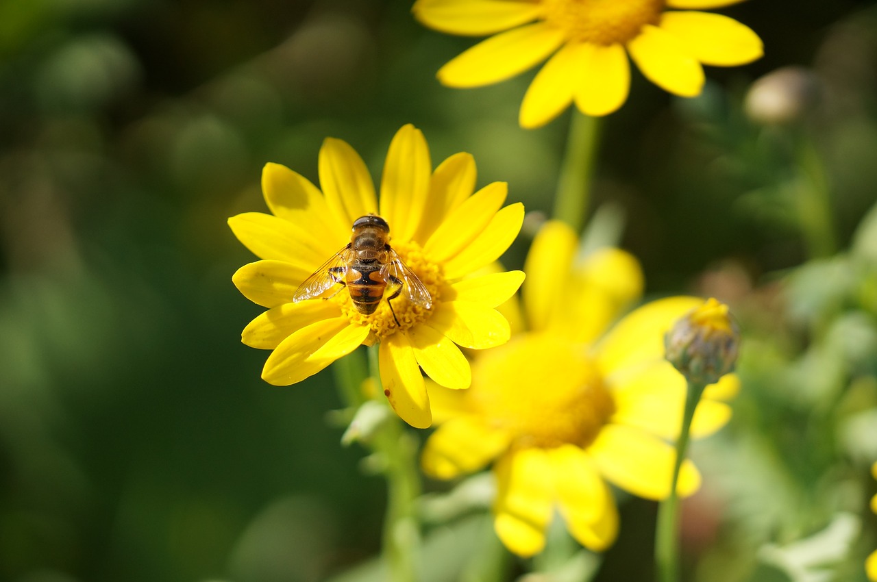 Gėlės, Geltona, Vasara, Makro, Uždaryti, Baltos Gėlės, Laukinė Gėlė, Aštraus Gėlė, Skristi, Hoverfly