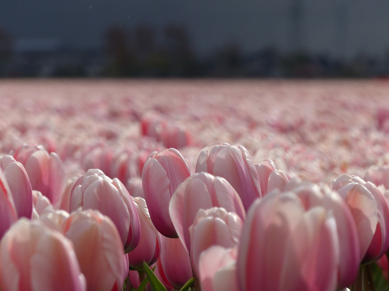 Gėlės, Tulpės, Gamta, Žydėti, Nyderlandai, Holland, Svogūnėliai, Tulpė, Gėlė, Laukas