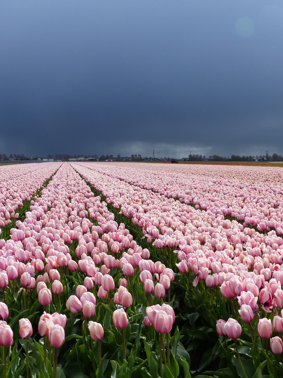 Gėlės, Tulpės, Gamta, Žydėti, Nyderlandai, Holland, Svogūnėliai, Tulpė, Gėlė, Laukas