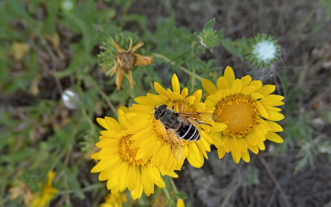 Gėlės, Daisy, Makro, Nemokamos Nuotraukos,  Nemokama Licenzija