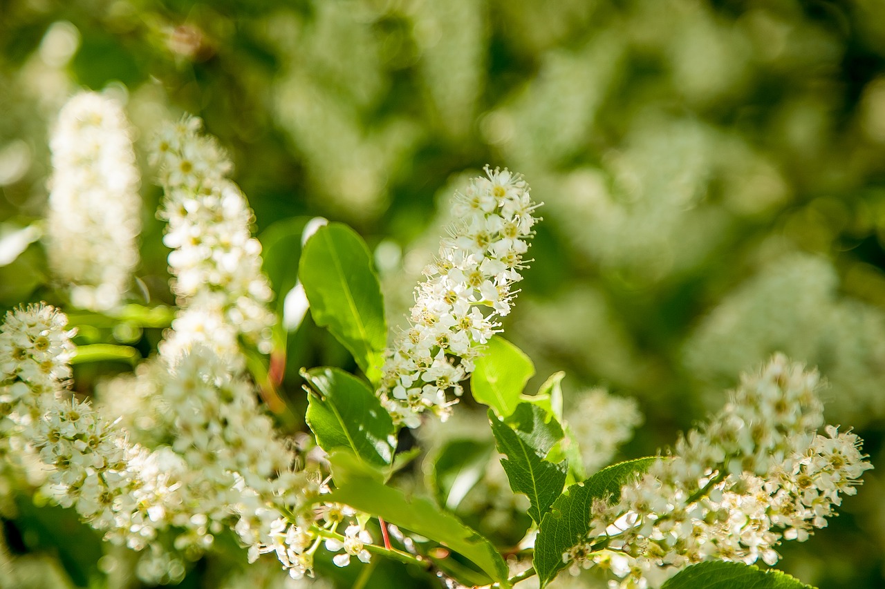 Gėlės, Gamta, Žalias, Flora, Augalas, Pavasaris, Augalai, Sausa Gėlė, Iš Arti, Lapija