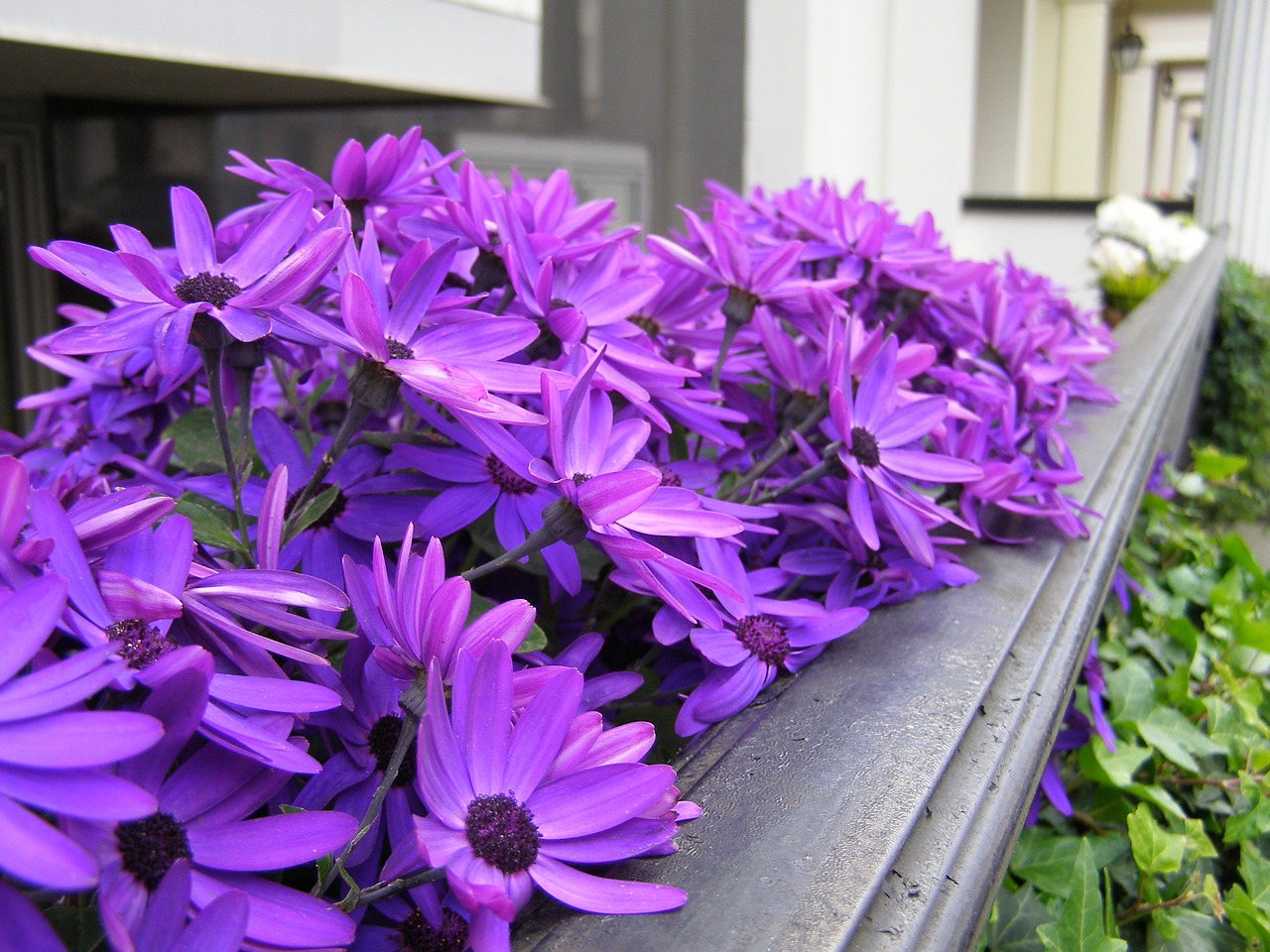 Породы фиолетовых цветов. Aristo Lilac Purple растение. Сиреневые цветы. Фиолетовые цветы. Уличные цветы сиреневые.