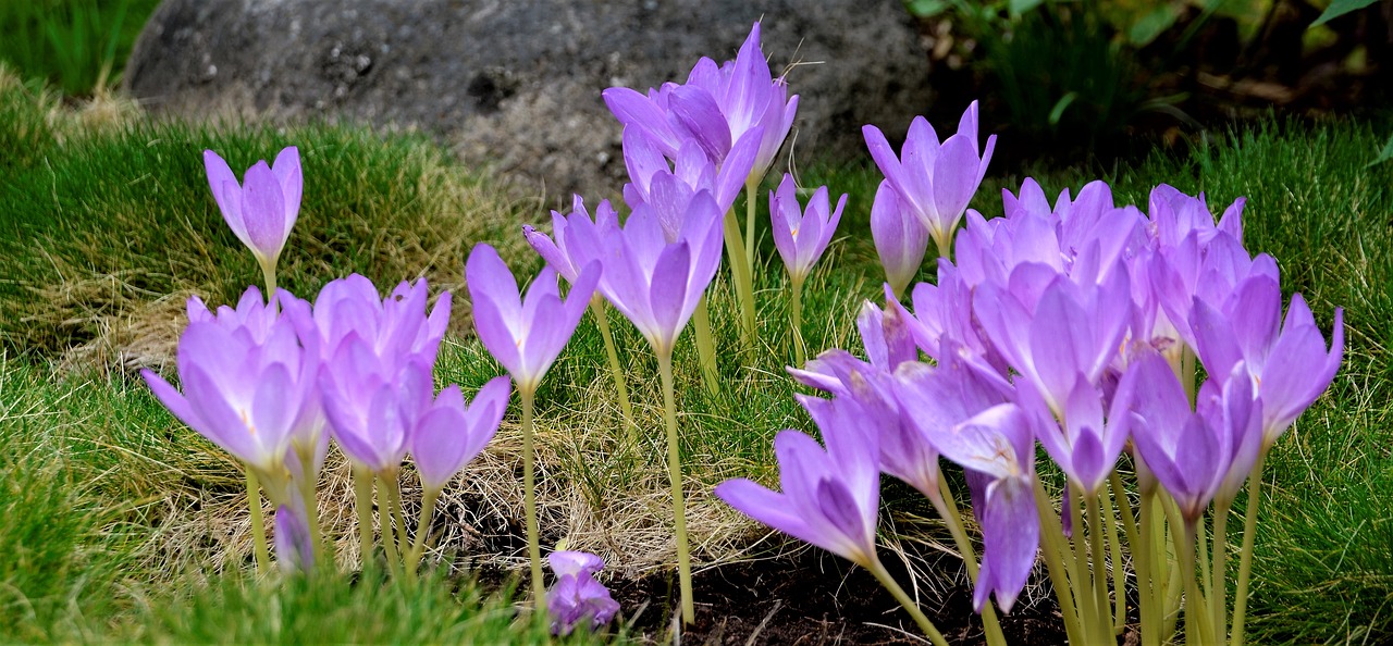 Gėlės, Violets, Sodas, Violetinė, Žiedas, Augalas, Pavasaris, Nemokamos Nuotraukos,  Nemokama Licenzija