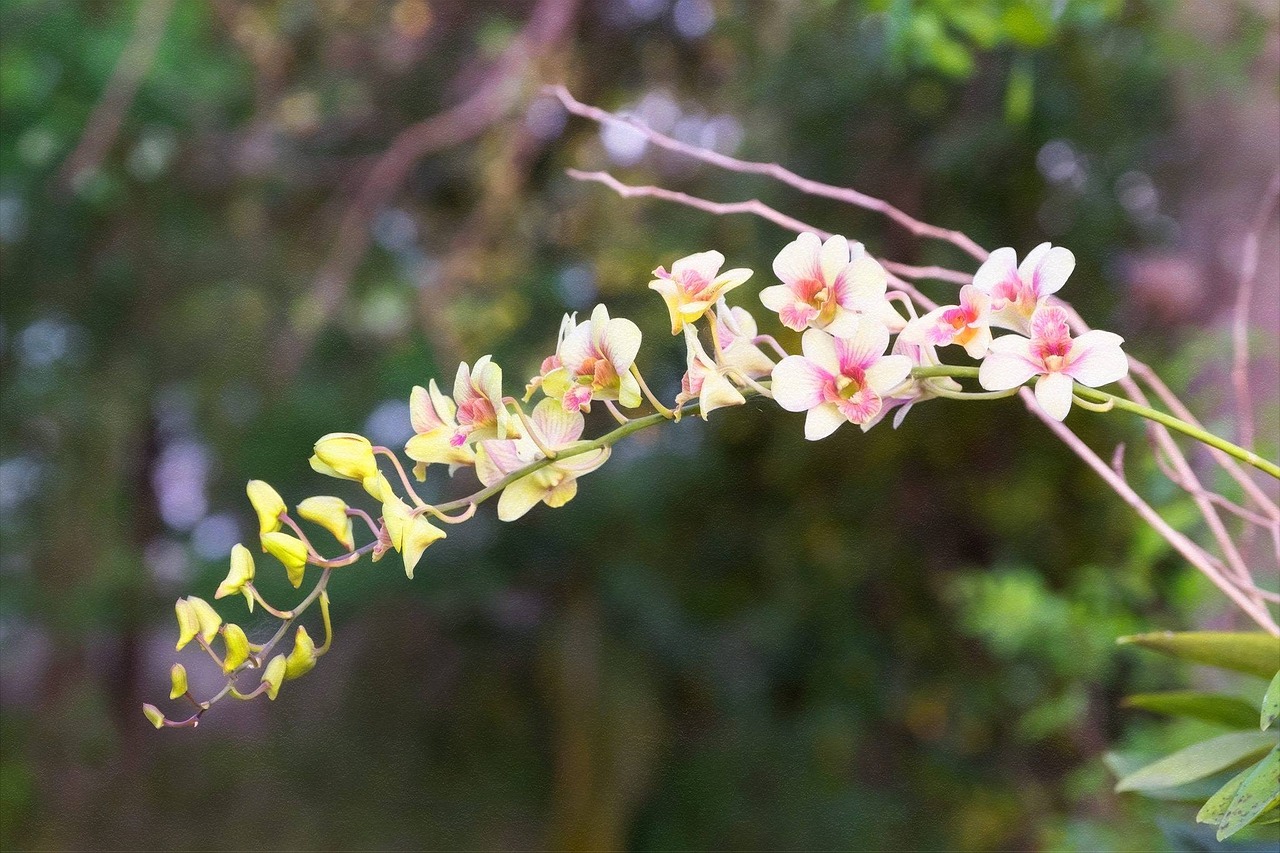 Gėlės, Orchidėja, Gamta, Nemokamos Nuotraukos,  Nemokama Licenzija