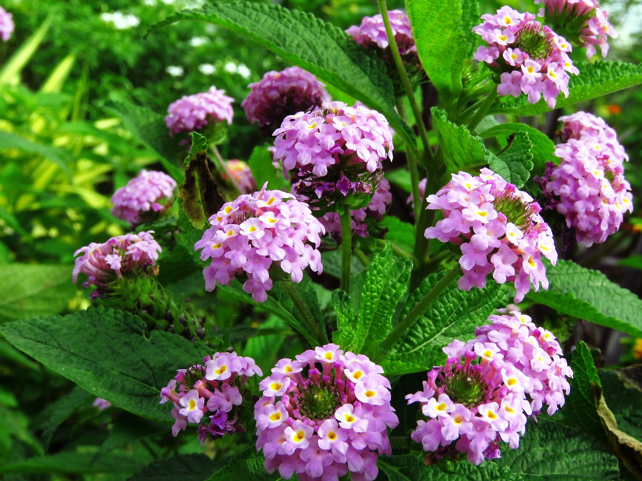 Gėlės, Sodas, Orchidėja, Gamta, Pavasaris, Žalias, Vasara, Gėlių Sodas, Gėlių, Augalas