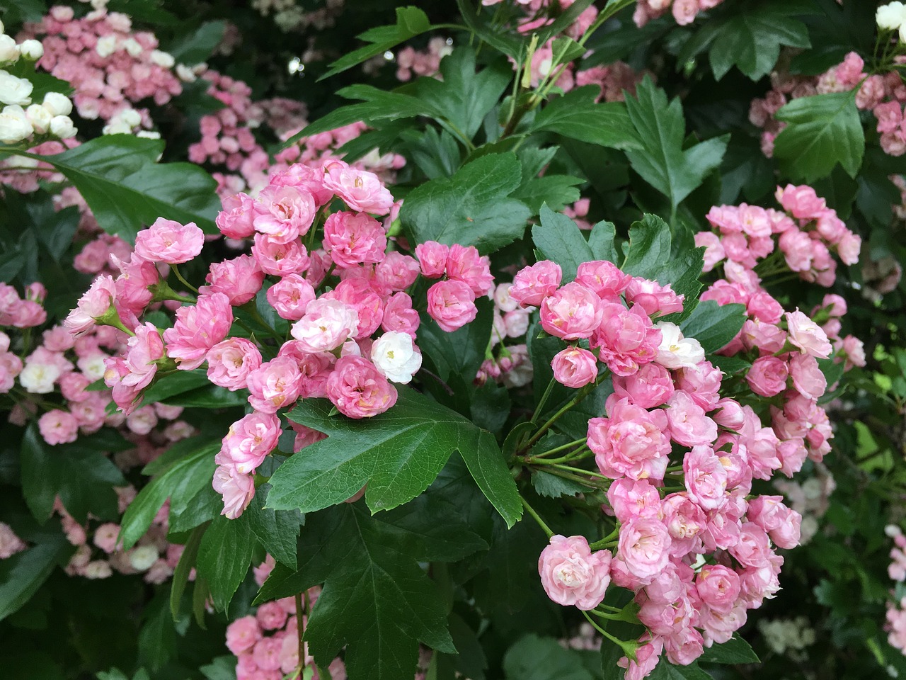 Gėlės, Rožinės Gėlės, Gražios Gėlės, Rožių Krūmas, Vasara, Nemokamos Nuotraukos,  Nemokama Licenzija