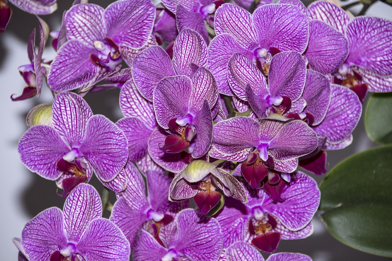 Gėlės, Orchidėja, Gėlė, Violetinė, Augalas, Gamta, Nemokamos Nuotraukos,  Nemokama Licenzija