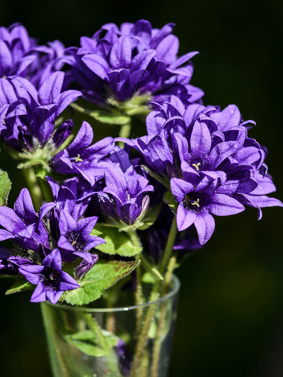 Gėlės, Violetinė, Mėlynas, Šviežias, Gamta, Augalas, Fonas, Pilka, Spalvos, Spalvinga