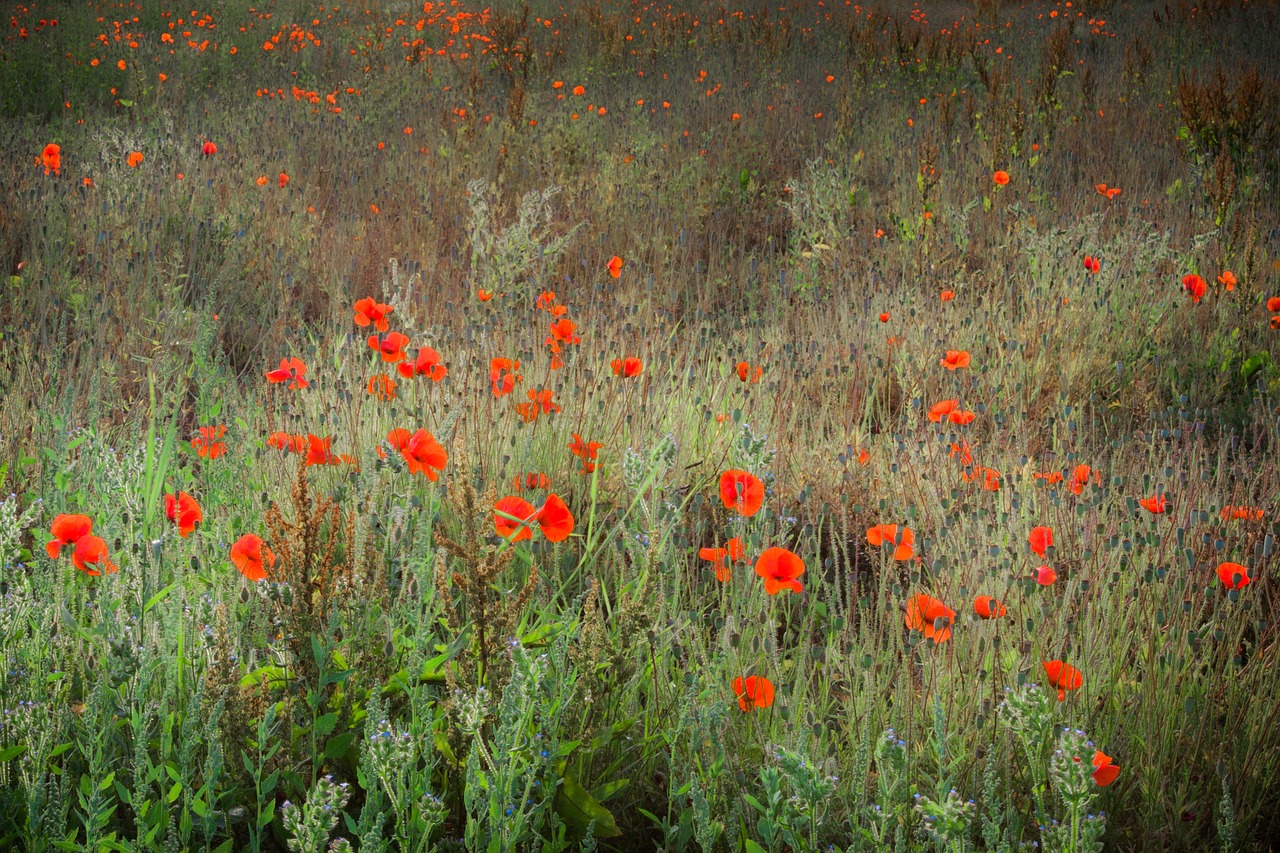 Gėlės, Pieva, Gamta, Žydėti, Flora, Žalias, Vasara, Augalas, Žolė, Kraštovaizdis