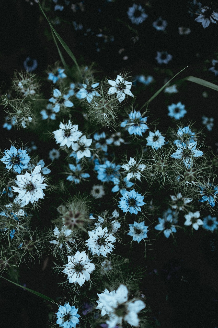 Gėlės, Gamta, Žiedai, Žiedlapiai, Žolė, Balta, Bokeh, Lauke, Tamsi, Nemokamos Nuotraukos