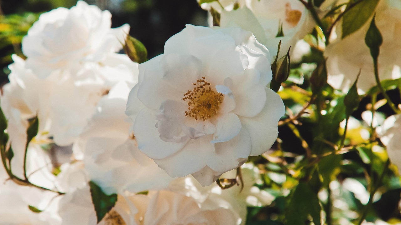 Gėlės, Balta, Gėlė, Gražus, Baltos Gėlės, Gražiai, Iš Arti, Makrofotografija, Flora, Stalinis Kompiuteris