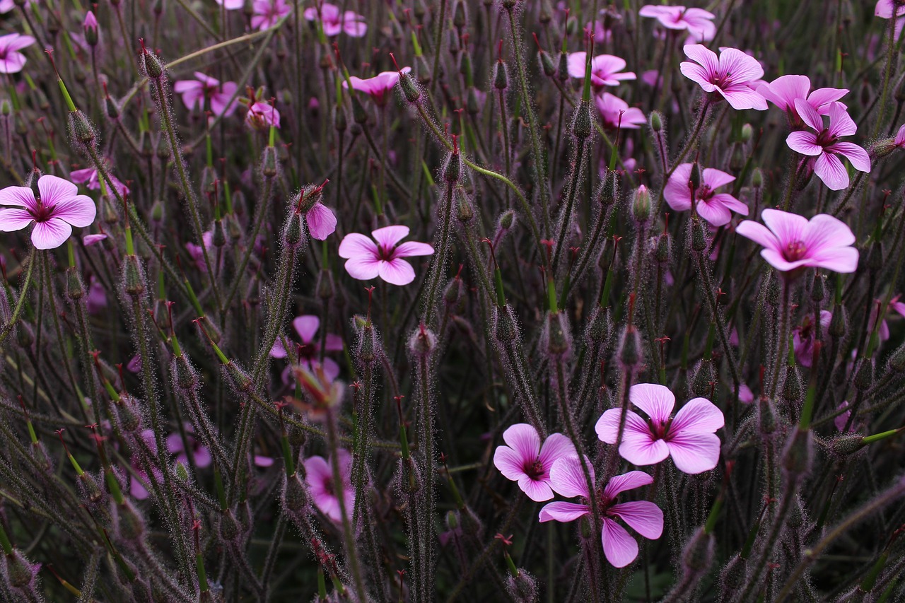 Gėlės, Violetinė, Purpurinė Gėlė, Purpurinės Gėlės, Gamta, Gėlių, Pavasaris, Vasara, Augalas, Natūralus