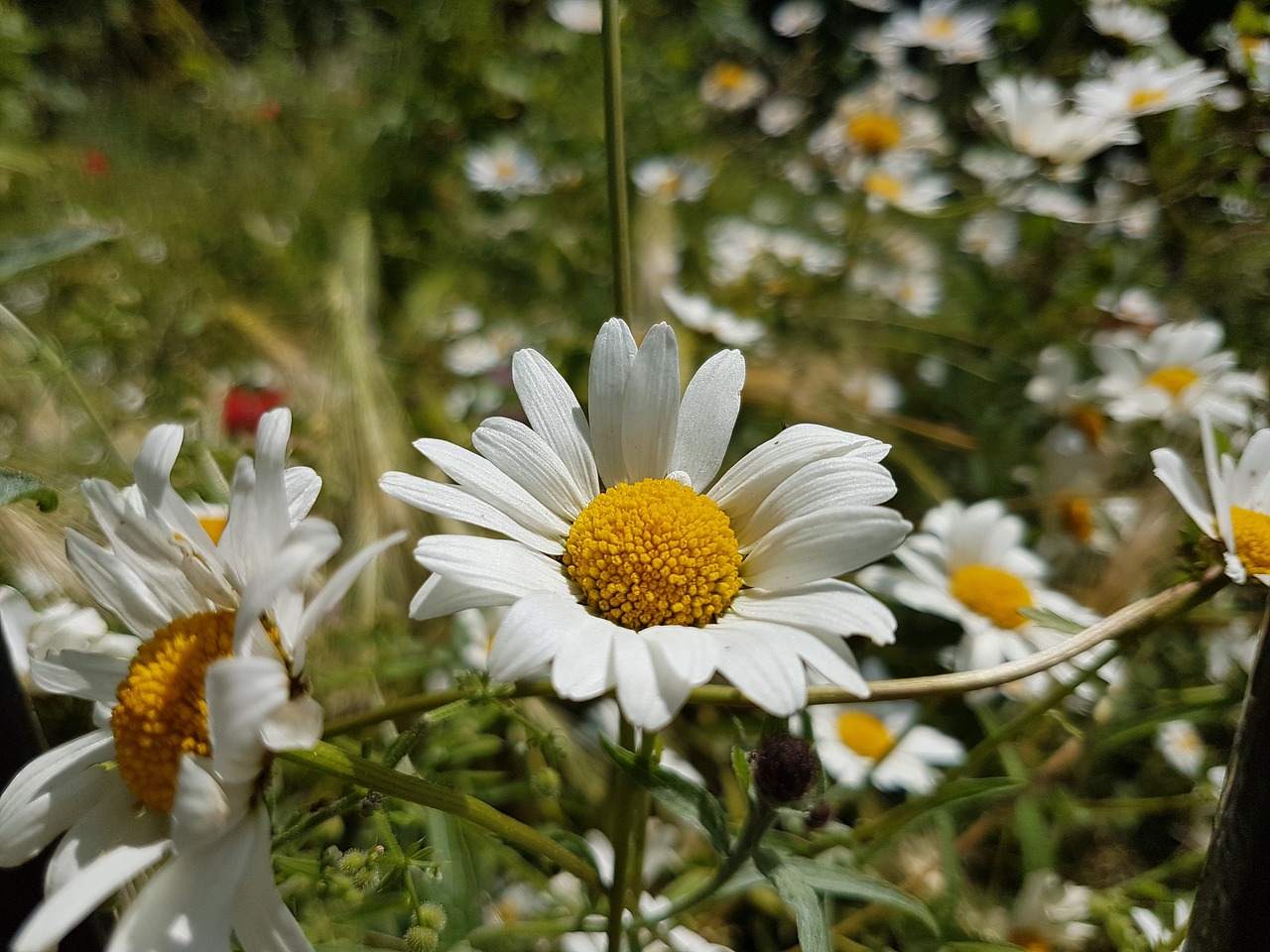 Gėlės, Daisy, Gamta, Nemokamos Nuotraukos,  Nemokama Licenzija