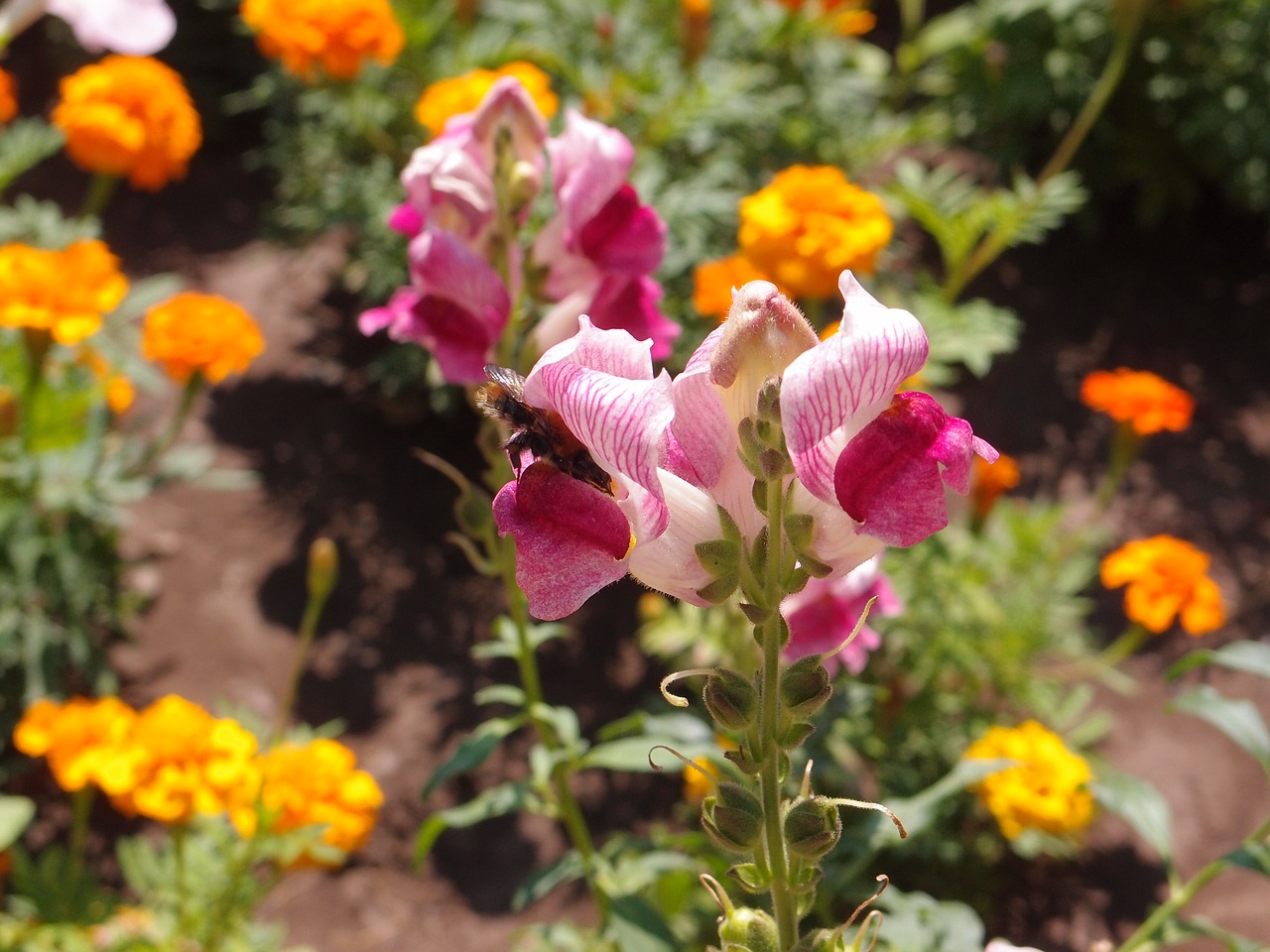 Gėlės, Geliu Lova, Snapdragons, Rožinis, Vabzdžiai, Kamanė, Vasaros Gėlės, Vasara, Sodo Gėlė, Sodo Gėlės