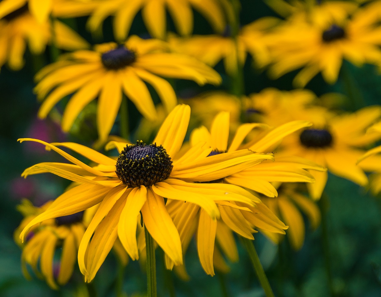 Gėlės, Augalas, Juodaodis Rudbeckie, Krepšelio Gėlių Šiltnamiai, Geltona, Rudbeckia, Neapdorota Sėklininkystė, Vasara, Žydėti, Šviesus