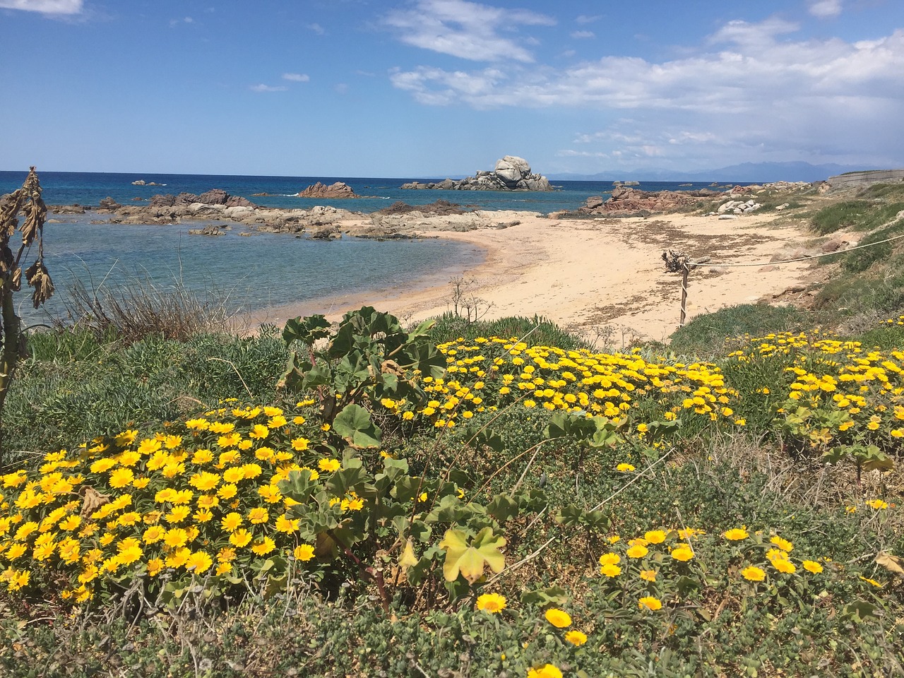 Gėlės, Papludimys, Sardinija, Nemokamos Nuotraukos,  Nemokama Licenzija